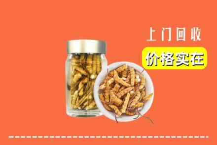 屯昌县回收散虫草